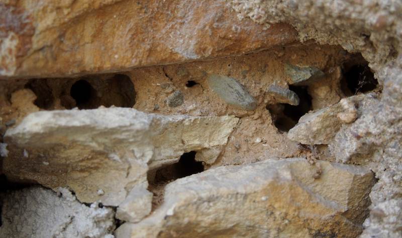 Pelonoska hluchavková - hnízdo ve starém zdivu