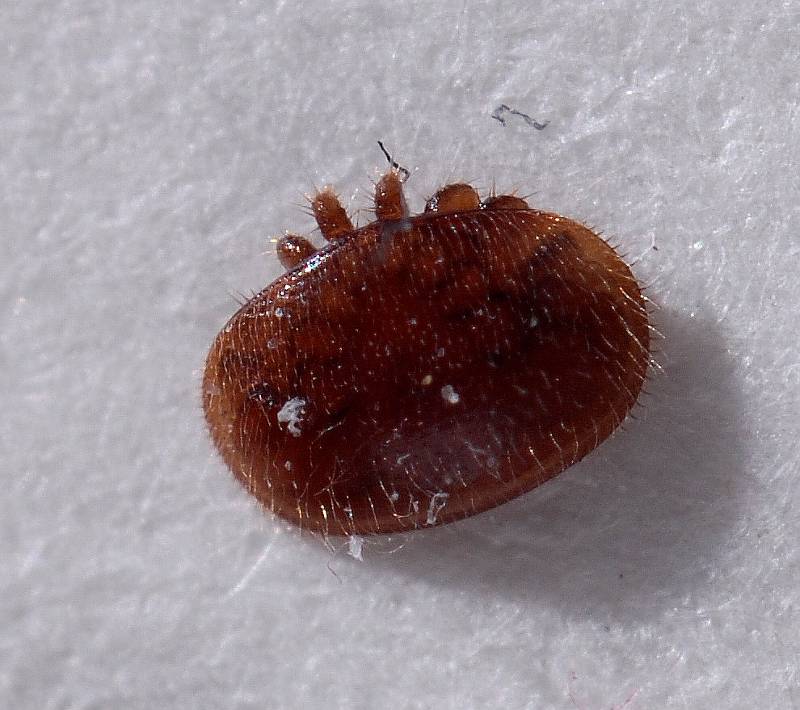 Varroa destructor